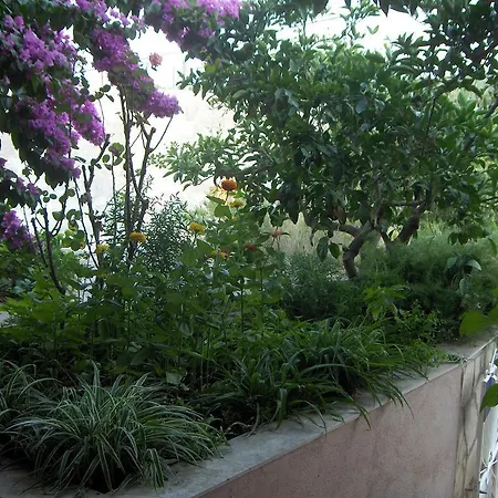 Roza Maison d'hôtes Vrboska
