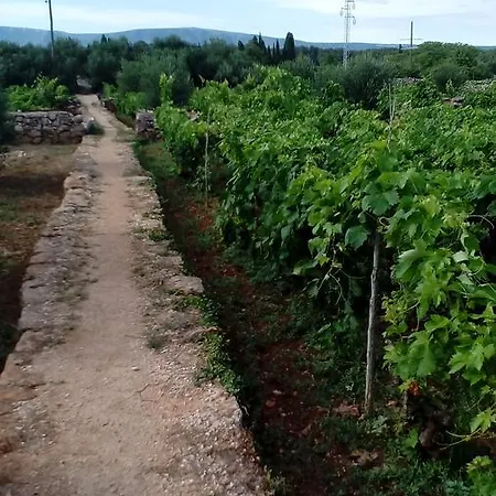 Roza Maison d'hôtes Vrboska