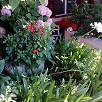 Roza Guest house