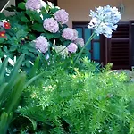 Roza Guest house