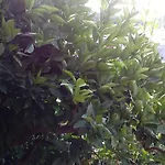 Roza Guest house