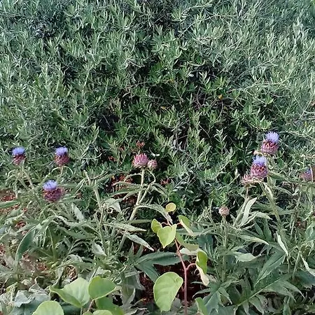 Roza בית הארחה ורבוסקה